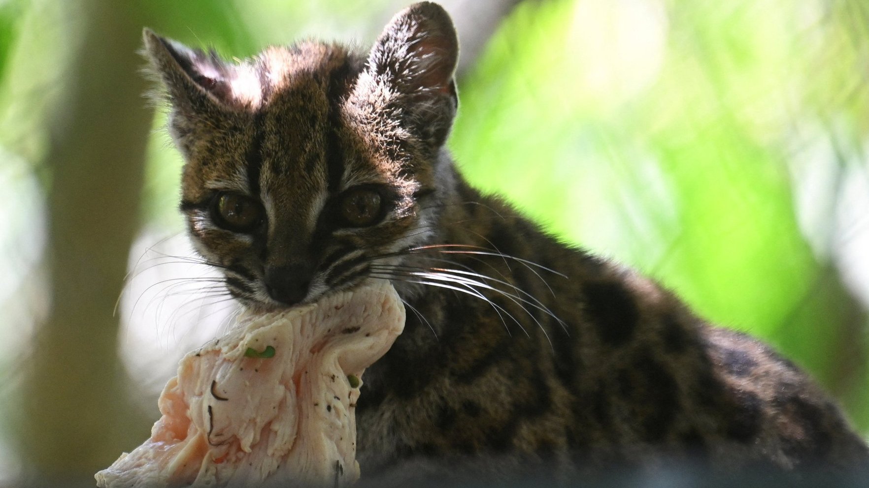 Bolīvijā atklāta jauna kaķu suga: Leopardus tilcayo