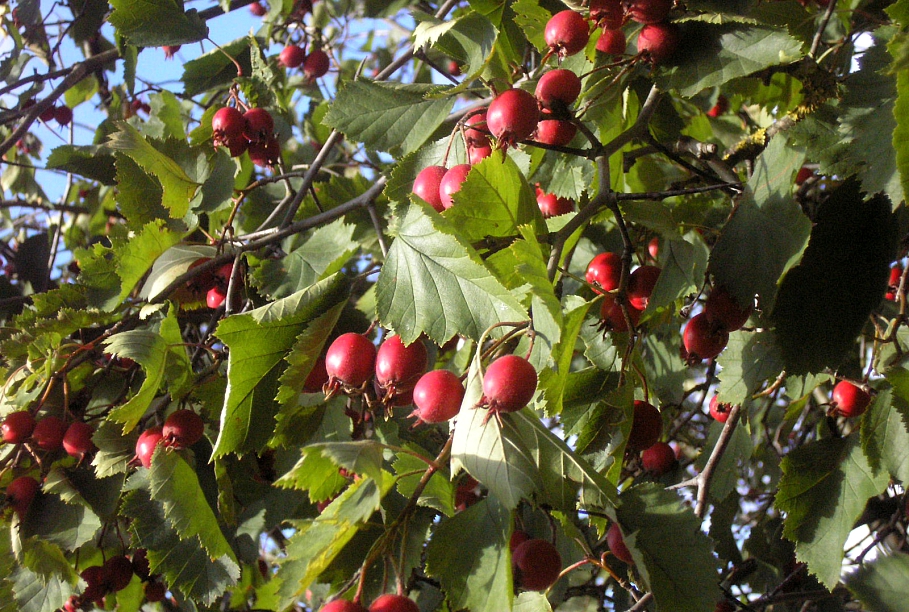 Trešdien brīžiem spīdēs saule, vietām nedaudz uzlīs