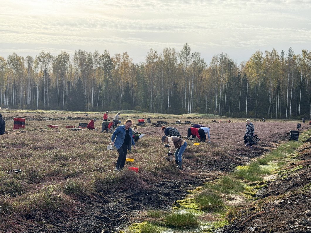 Dzērveņu lasīšanas sezona pierobežā sākusies ar iespēju nopelnīt