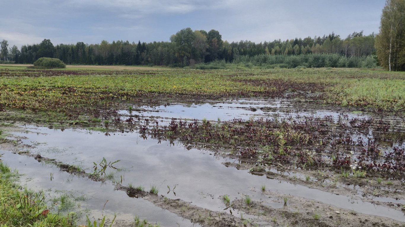Lietavu dēļ Kurzemē daļa ražas paliks uz lauka